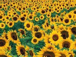 Buchetele contin numarul ales de flori (cupe), frunze decorative si ambalaj din plasa sizal. Poze Cu Flori Rosii Imagini Cu Flori Frumoase Wallpaper Hd Pentru Desktop Home Sunflower Pictures Sunflower Fields Sunflower Wallpaper