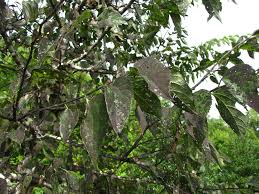 Hackberry tree grows in mixed deciduous forests, in the seasonally flooded plains, on the slopes and. Infested Southern Hackberries Celtis Laevigata In A Suburban Park News From Rockcliff Farm