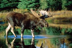 Moose Habitat Size Weight Diet Facts Britannica