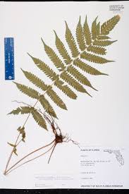 Image result for Christella hispidula