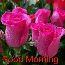 Sign In Love Rose Flower Flowers Rose Buds