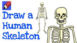 How To Draw A Human Skeleton Real Easy - Step By Step - Youtube
