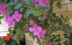 Image result for Heterocentron