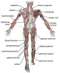 Leg muscles labeled front and back : Human Muscular System What S The Busiest Muscle In The Body Owlcation