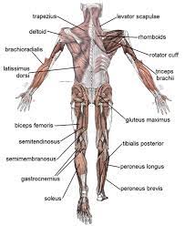 Dissection muscular system slides lab practical checklist dorsal resources: Human Muscular System What S The Busiest Muscle In The Body Owlcation