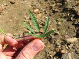 Image result for Merremia palmata