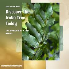 Image result for Milicia excelsa