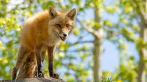 Red Fox in 360 Video - Yukon Wildlife Preserve