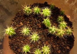 Requieren muy poco mantenimiento, lo que los hace ideales para los principiantes en jardinería y un gran regalo para estrenar casa. Mix De Semillas Cactus Que Venden He Sembrado Fotos