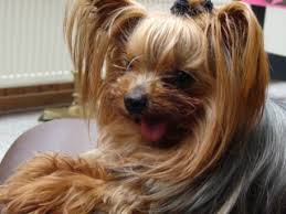 Hund aus dem ausland wenn du einen hund adoptieren möchtest, solltest du dir sicher sein, dass du bereit für die adoption von einem hund aus dem tierheim bist. Hunde