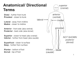 (the opposite is lateral.) proximal refers to a point closer to a reference point. Anatomical Directional Terms Ppt Video Online Download