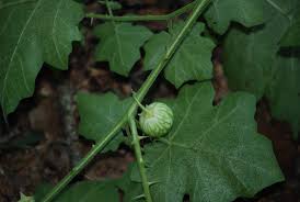 Image result for Solanum viarum