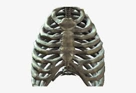 Download free rib cage transparent images in your personal projects or share it as a cool sticker on tumblr, whatsapp, facebook messenger, wechat, twitter or in other messaging apps. Rib Cage Transparent Png Image Transparent Png Free Download On Seekpng