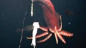 Daneben werden auch kalmare und sepien sowie kleinere fischarten wie seenadeln, ährenfische, leierfische, sardinen, sardellen und seepferdchen gefressen. Meeresbiologie Ein Tintenfisch Der Tiefsee Setzt Beim Beutefang Auf Licht