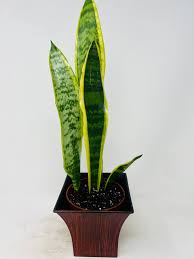 Image result for Vahadenia laurentii