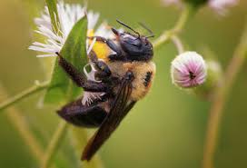 Here, we'll detail nest relocation, some diy solutions, and bee repellent. How To Safely Get Rid Of Bees And When You Shouldn T
