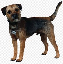 Help over 180,000 pets, that are available through rescues and shelters, find a home. Border Black And White Png Download 1001 1005 Free Transparent Border Terrier Png Download Cleanpng Kisspng