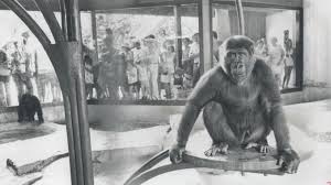 Hours, address, toronto zoo reviews: Vintage Photographs From The First Years Of The Toronto Zoo