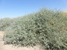 Image result for Atriplex
