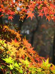 色づき始めた紅葉で三色の錦の森林公園 2 まさしく太陽にライトアップされたカエデ園の紅葉 東松山 埼玉県 の旅行記 ブログ By まみさん フォートラベル