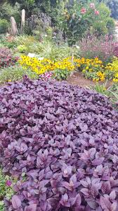 A really nice new compact form of alternanthera with a nice burgundy foliage on a nicely formed plant to 12. Little Ruby Alternanthera Dentata Life Is A Garden