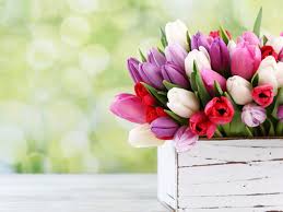 I tulipani sono un simbolo di primavera e fertilità. 20 Auguri Buon Compleanno Fiori Tulipani Images