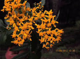 Image result for Senecio serratuloides