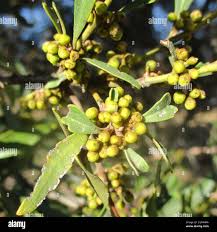 Image result for Euclea undulata