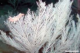 Image result for Tritonia moggii