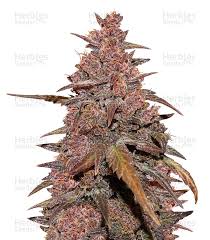 Auto blackberry kush® is an automatic cross between dutch passion original blueberry and a dark. Cbd Auto Blackberry Kush Feminized Seeds For Sale Herbies