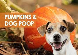 Average eggs a hen lays a day open a can of dog food. Does Pumpkin Make Dogs Poop How Fast For Constipation