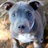 Pit bull terrier · pomona, ny. Pit Bull Rescue Adoptions