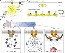 A trace amount of non igg proteins was not isolated and remained in this precipitate. Genetically Encoded Fluorescent Biosensors Illuminate The Spatiotemporal Regulation Of Signaling Networks Abstract Europe Pmc