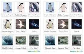 Pin By Deb Living Montessori Now On Free Printable Of The Day Antarctica Polar Animals Antarctic Animals