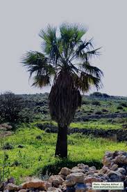 Image result for Washingtonia filifera