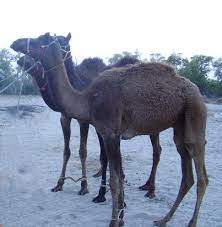 Berkas Camel Desert Animal Jpg Wikipedia Bahasa Indonesia Ensiklopedia Bebas