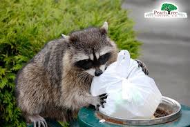 File a complaint at complaintsboard.com. Peachtree Pest Control 326 Brogdon Rd Suwanee Ga Pest Control Mapquest
