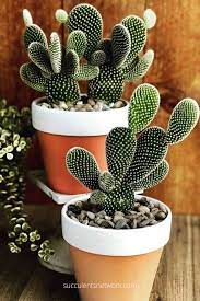 Friends do you have on facebook? How Often To Water Cacti Cacti And Succulents Plants Cactus Plants