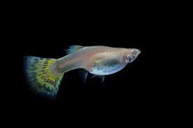Can You Have Only Male Guppies In One Tank Waterworld Craze In 2020 Pet Fish Guppy Guppy Fish