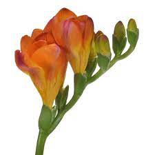 Flaming Orange Designer Freesia Flower Fiftyflowers Com Freesia Flowers Freesia Coral Charm Peony