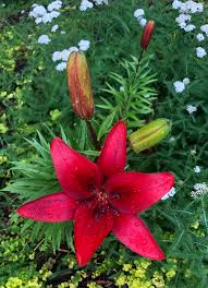 Asiatic lily plants require at least one inch of water a week. Lilium Asiatic Hybrids Asian Lily Asiatic Hybrid Lilies Asiatic Lilies Asiatic Lily Lilies North Carolina Extension Gardener Plant Toolbox