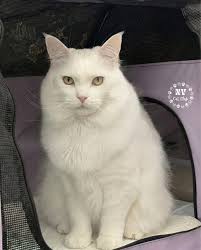 𝗘𝗫𝗢𝗧𝗜𝗖 𝗞𝗜𝗧𝗧𝗘𝗡 (𝗧𝗔𝗕𝗕𝗬 𝗗𝗜𝗩𝗜𝗦𝗜𝗢𝗡). 𝐻𝐴𝐿𝑂𝐾𝐴𝑇𝑆  𝑆𝐼𝐿𝑉𝐸𝑅 𝐶𝐻𝐴𝑅𝑀. Judge Gary Veach. #cfacatshow #exoticshorthair  #exoticshorthaircat #exoticshorthairkitten