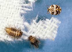 Carpet beetle larvae look like very, very small fuzzy caterpillars; Dermestid Beetles Carpet Beetles 5 549 Extension