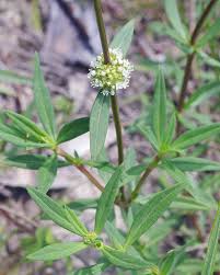 Image result for Spermacoce ocymoides