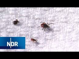 Myhomebook was kann man gegen zecken im garten tun? Zecken Im Garten Welche Mittel Schutzen Markt Ndr Gesundheitsportal Bayern