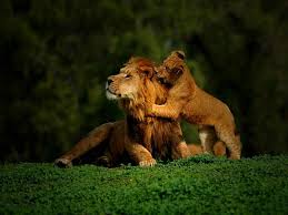 Hd Wallpapers Lion Group 86 Free download animal lion wallpapers. hd wallpapers lion group 86