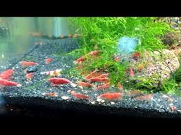 Pin On Aquarium Fish And Setup