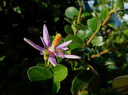 Image result for Malvaceae subfamily Grewioideae