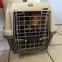 Pet Care Veterinary Center Veterinarian In Los Angeles