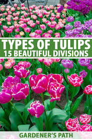 Download 393,877 flower image images and stock photos. Types Of Tulip Flowers 15 Beautiful Divisions Gardener S Path